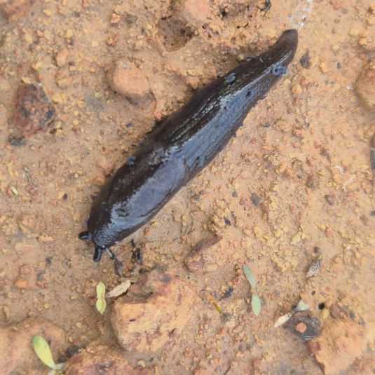 A black keeled slug on soil