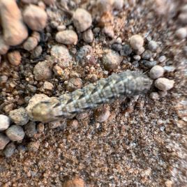 A herringbone caterpillar on soil (photo by J. Hull)