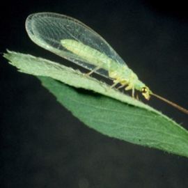 Green lacewing adult
