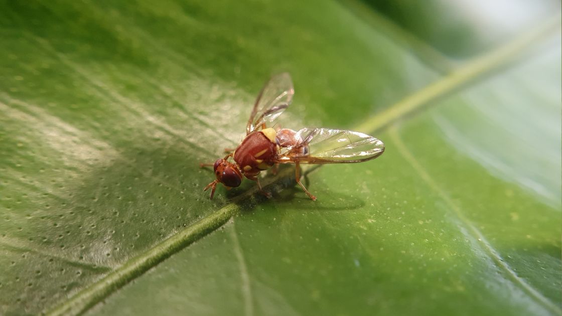 fruit fly on leaf