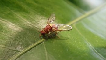 Access is key to reducing Riverland fruit fly detections