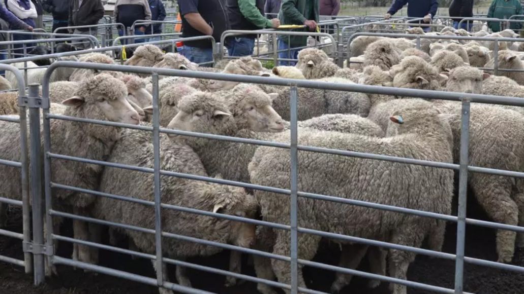 A group of sheep in a pen at a saleyard