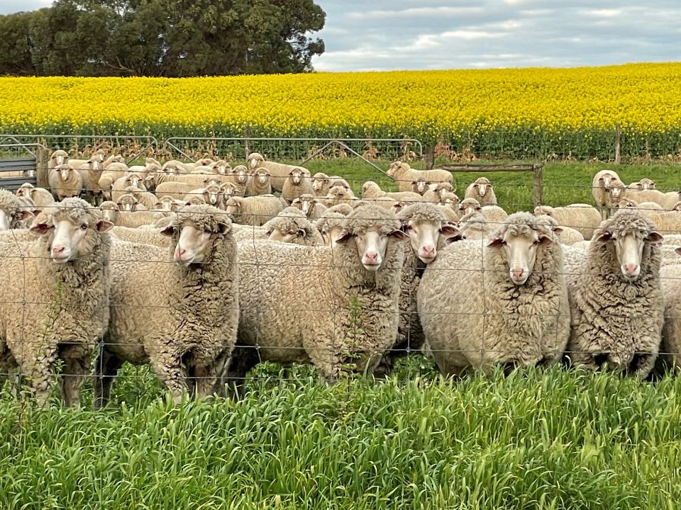 A mob of woolly sheep in a paddock with a flowering canola crop behind.