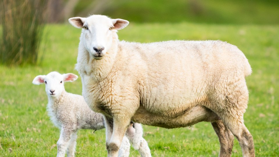 Sheep Diseases: The Farmers' Guide