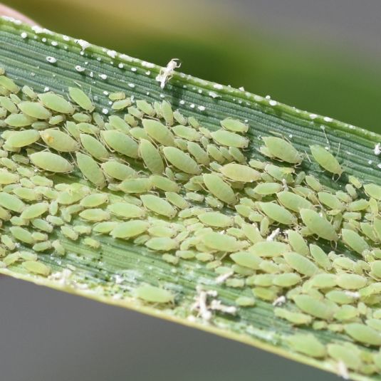 Many Russian leaf aphids clustered on a wheat leaf.