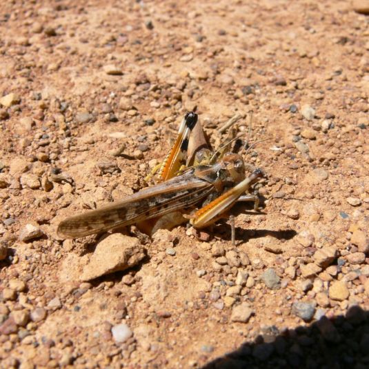 A female locust in the dirt.