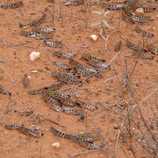 Adult locust
