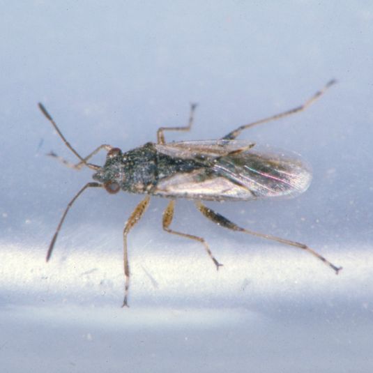 Adult Rutherglen bug