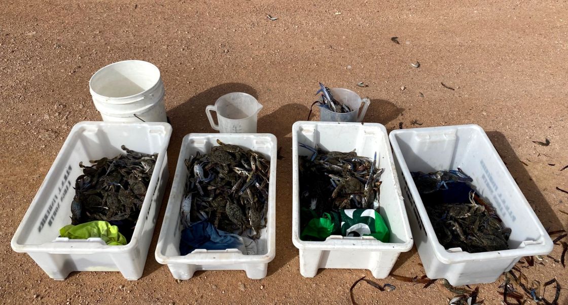 One of worst Blue Swimmer Crab breaches this year at Thompson Beach results in $6,550 in fines