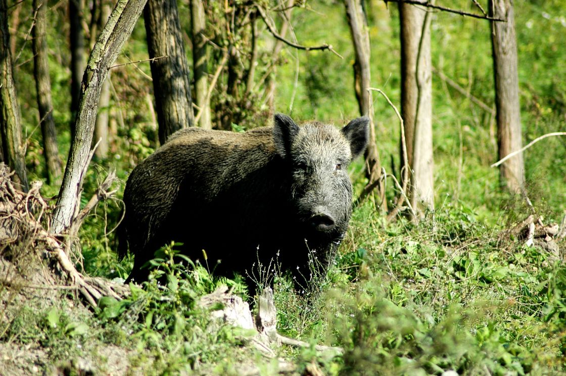 Feral Pig KI