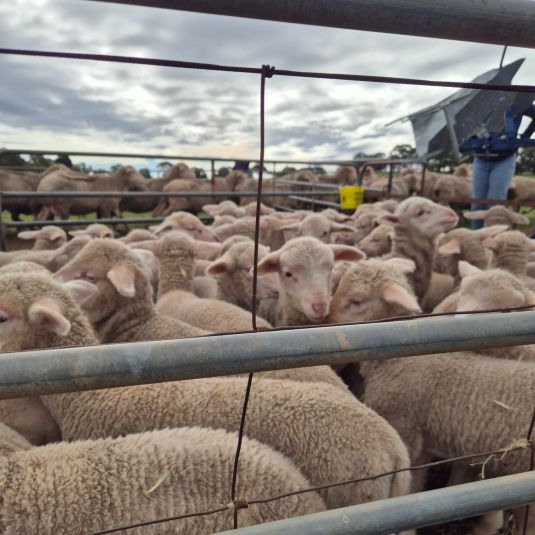 Lambs in a pen