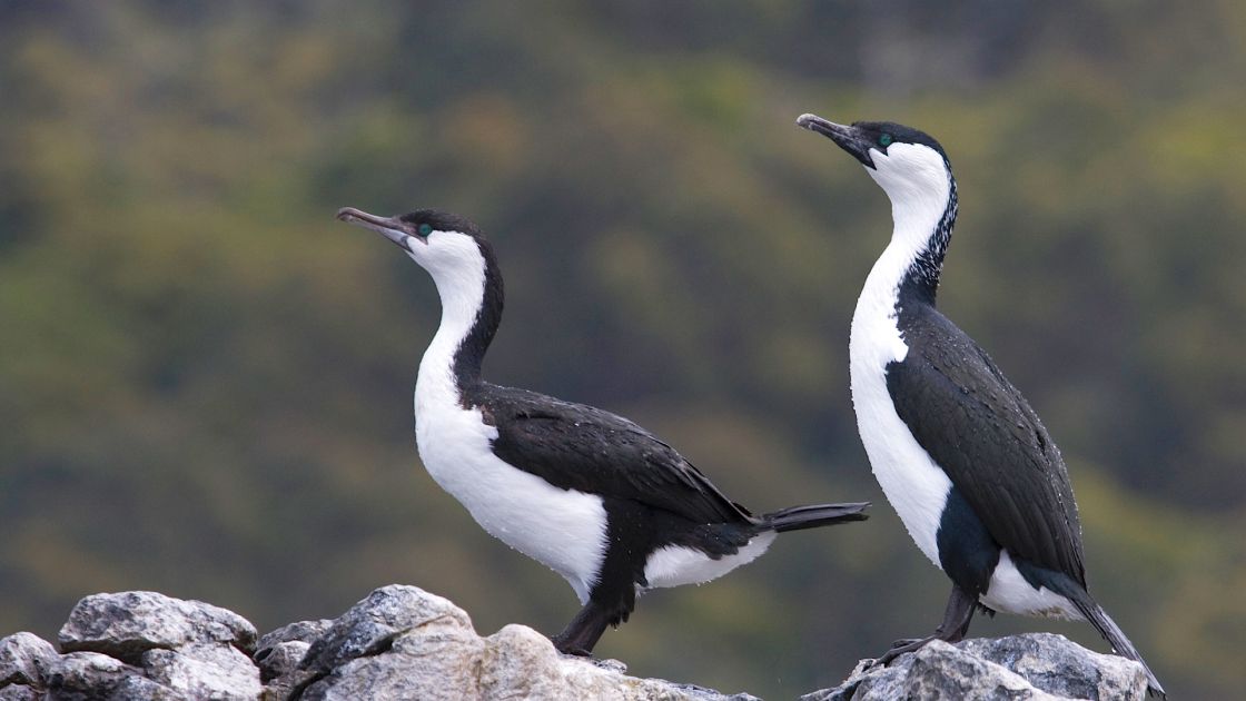 2 black-faced cormorants (birds) sitting on rocks.
