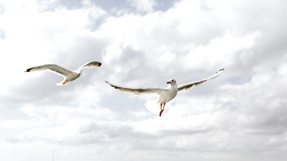 2 silver gulls flying