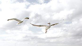 H5 bird flu testing update 10 September