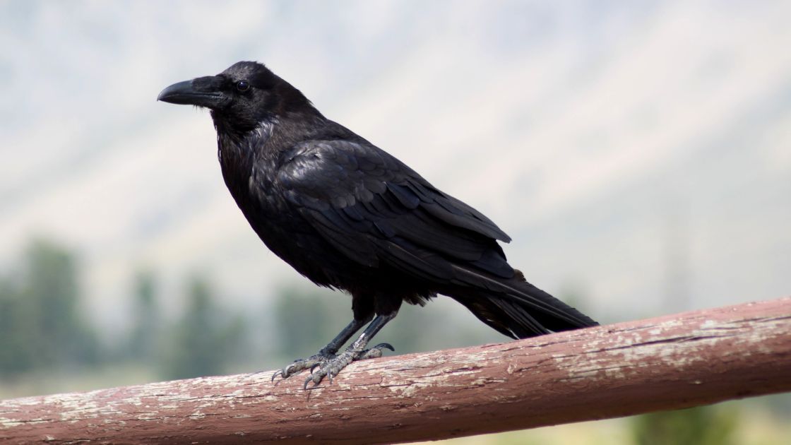 little raven on rail