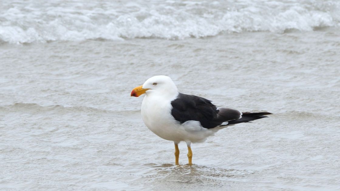 Pacific gull in water
