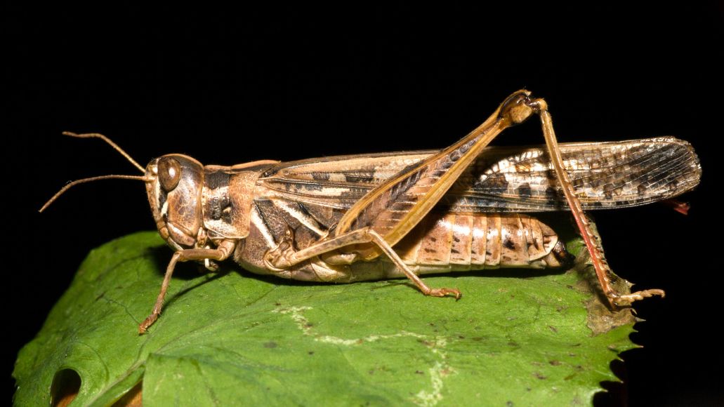 A close-up image of an Ausgtralian plague locust, viewed from the side.