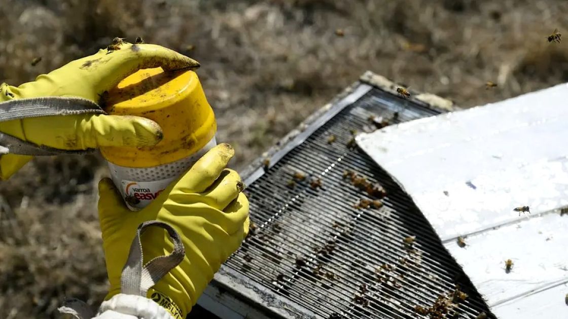 SA Apiary