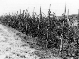 An early Dutch Spindle Bush demonstration planting at Lenswood, January 1973.