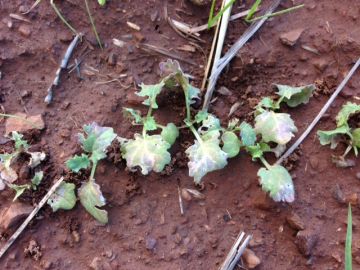 Beet Western Yellows Virus damage to canola seedlings Photo: Jenny Davidson, SARDI