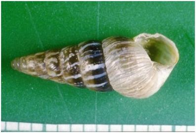 The conical snail, <i>Cochlicella acuta</i>