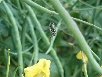 Hover fly on the wing in canola