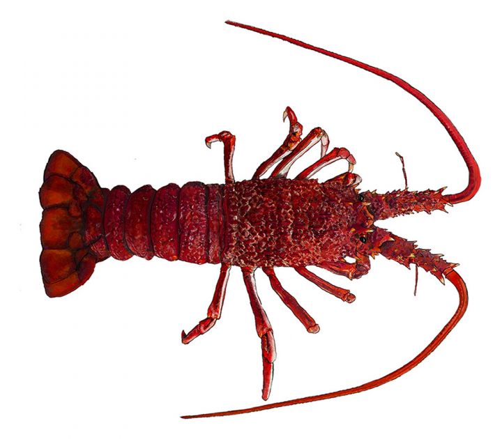Southern Rock Lobster