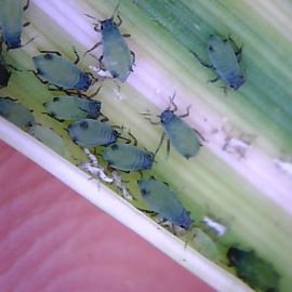 Corn aphids (Source: Nigel Myers) 