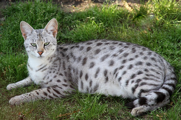 Savannah cat