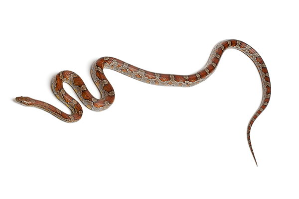 corn snake