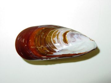 Brown mussel <i>(Perna perna) </i>
Source: Amy Benson US Geological Survey