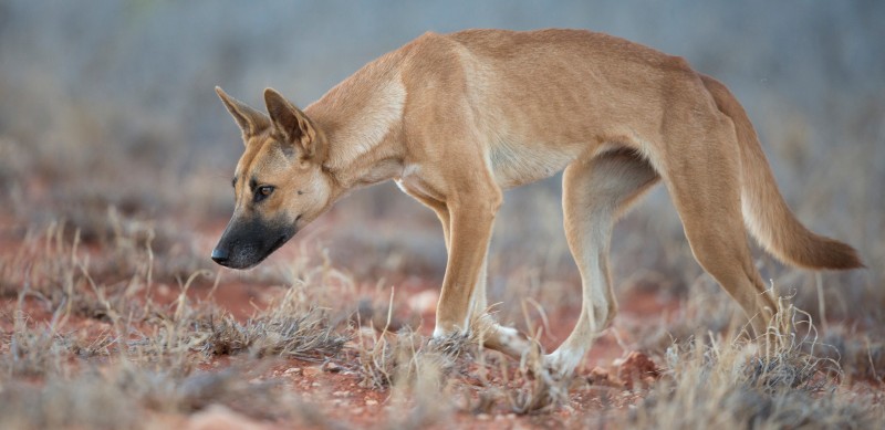 wild dog banner