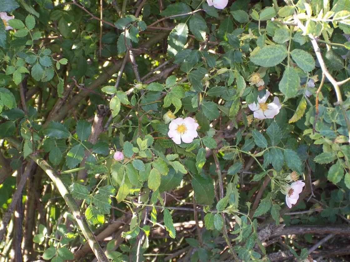 dog_rose_1_-_dog_rose_JDean.jpg