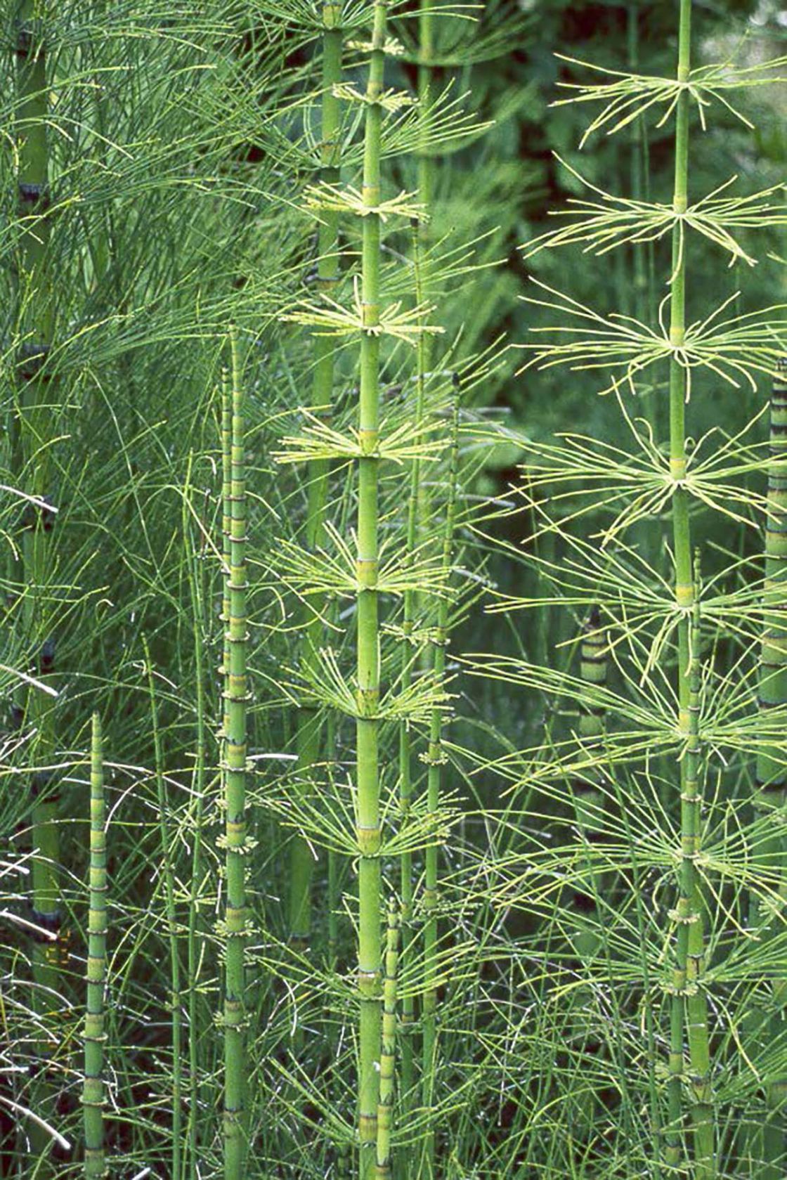 horsetail_2_-_horsetail_JVirtue2.jpg