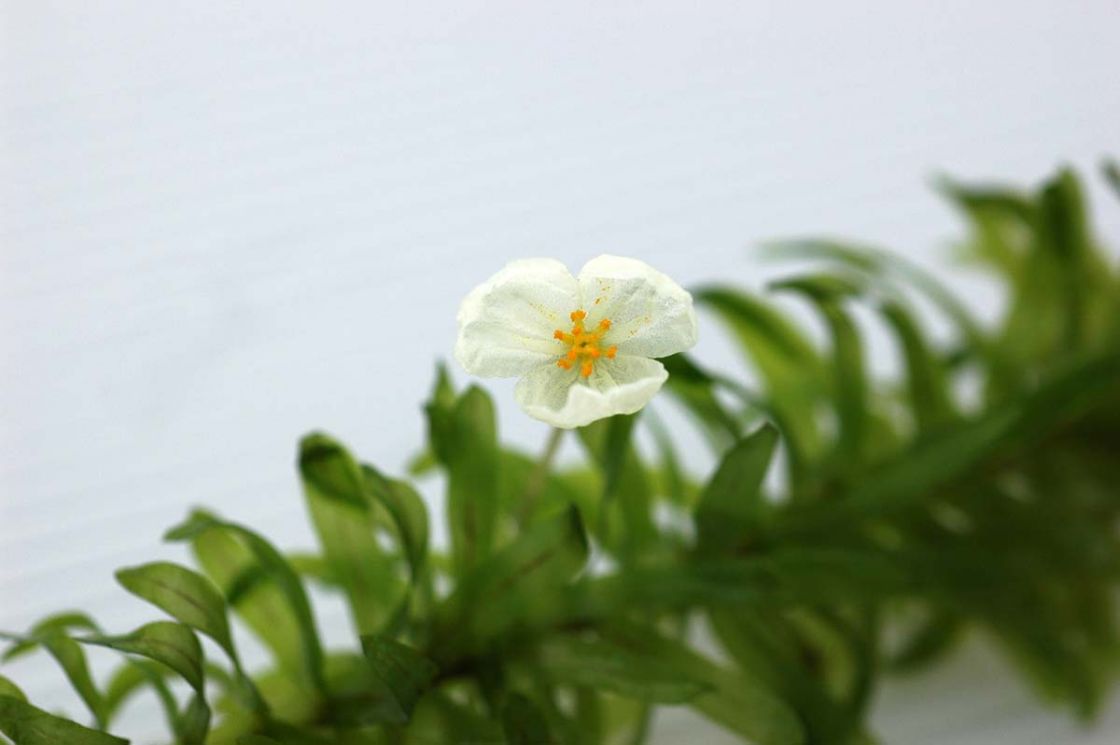 leafy_elodea_3_-_Egeria_densa_07050909.jpg