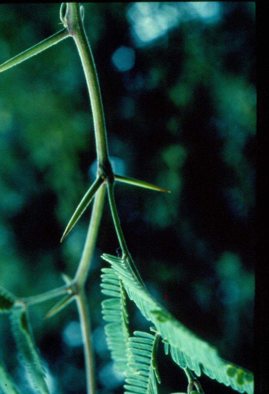 mesquite_2_-_scan0004.jpg