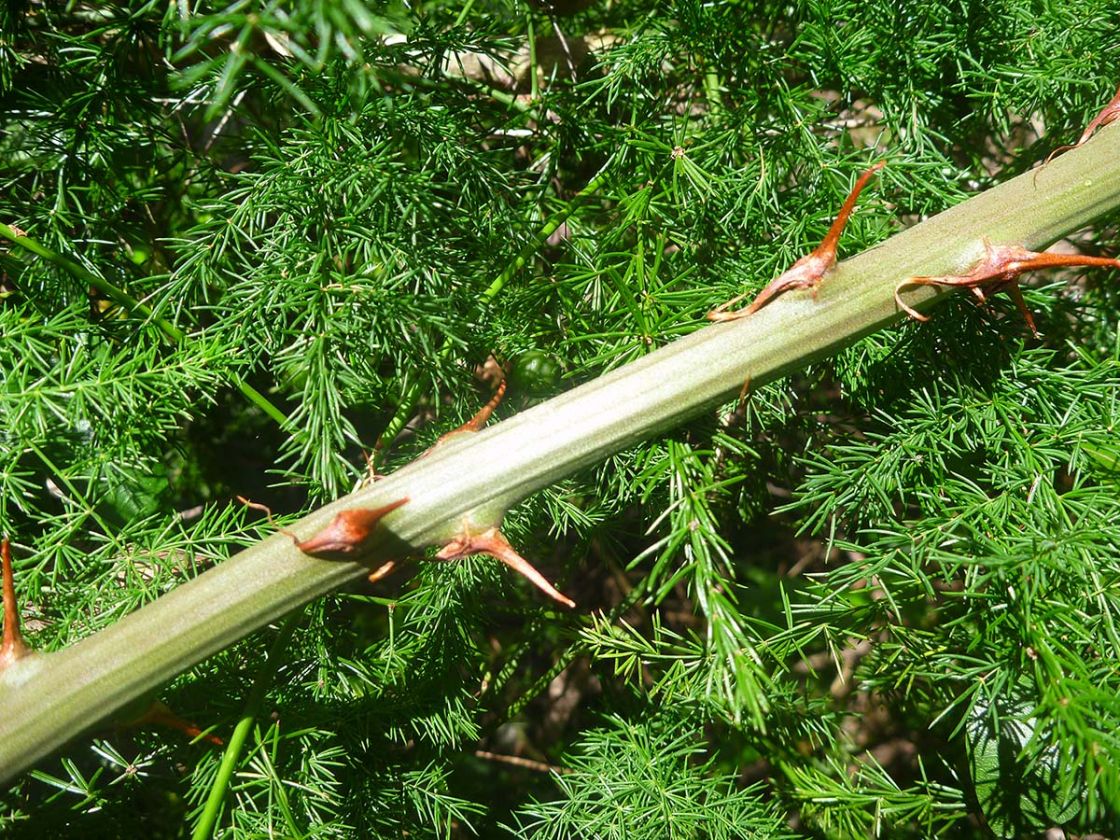 ornamental_asparagus_2_-_BS_1_33_africanus_leaflets_thorns_P1010603.jpg