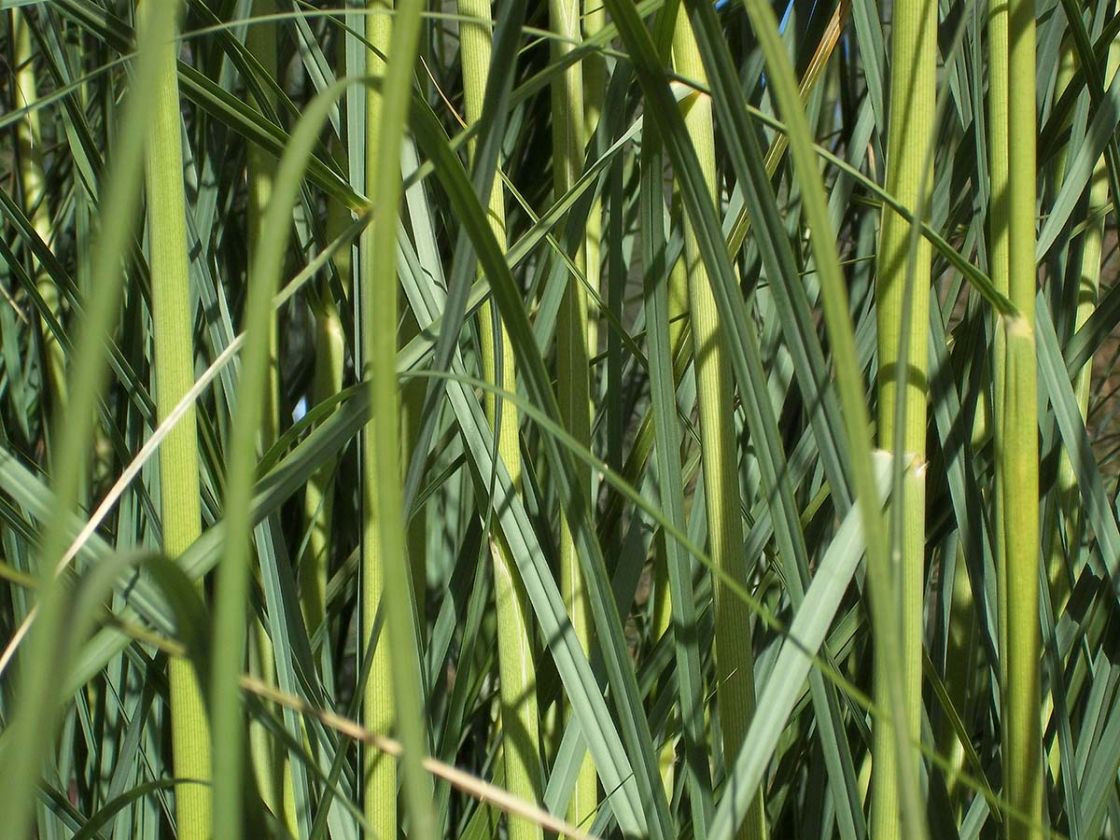 toetoe_2_-_toetoe_leaves.jpg