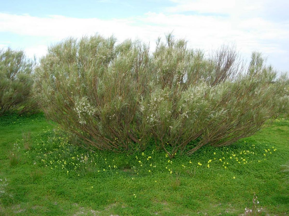 white_weeping_broom_2_-_white_weeping_broom_habit.jpg