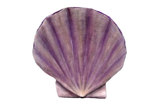 Scallop