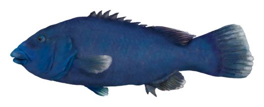 Western Blue Groper