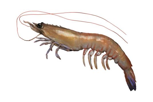 Prawn