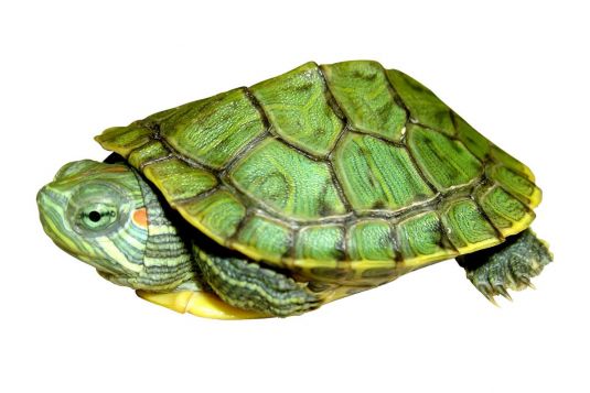 Red-eared slider turtle