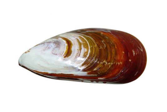 Brown mussel