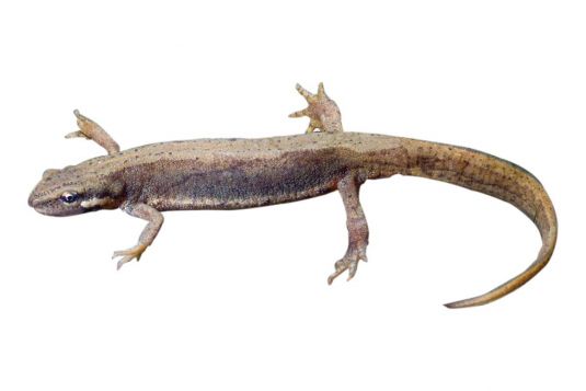 Smooth newt