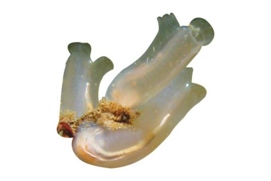 Vase Tunicate