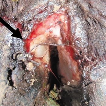 Lesion on a cow’s hoof