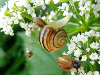 Heath snail – photo: AfroBrazilian, CC BY-SA 3.0  via Wikimedia Commons