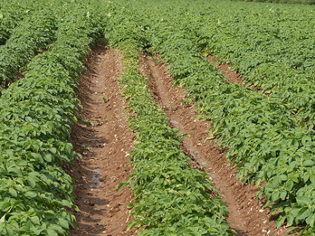 PCN causing a stunted patch of potato plants among a healthy crop – photo: Syngenta 2013