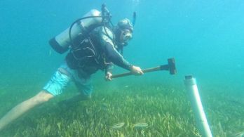 Baseline monitoring of seagrass and macroalgal habitats, April 2023